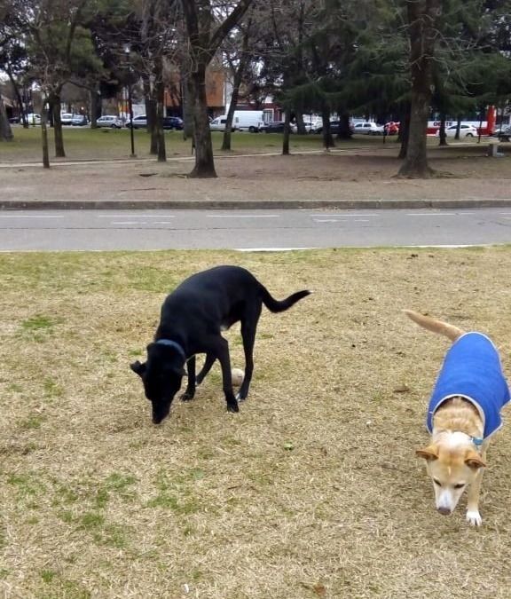 La Historia Viral Del Perro Que Camina Ocho Kil Metros Todos Los D As