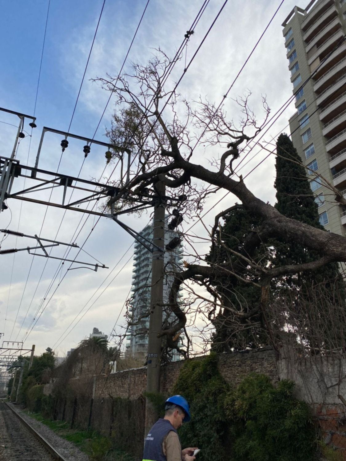 El Tren Roca funciona con servicio reducido por la caída de un árbol