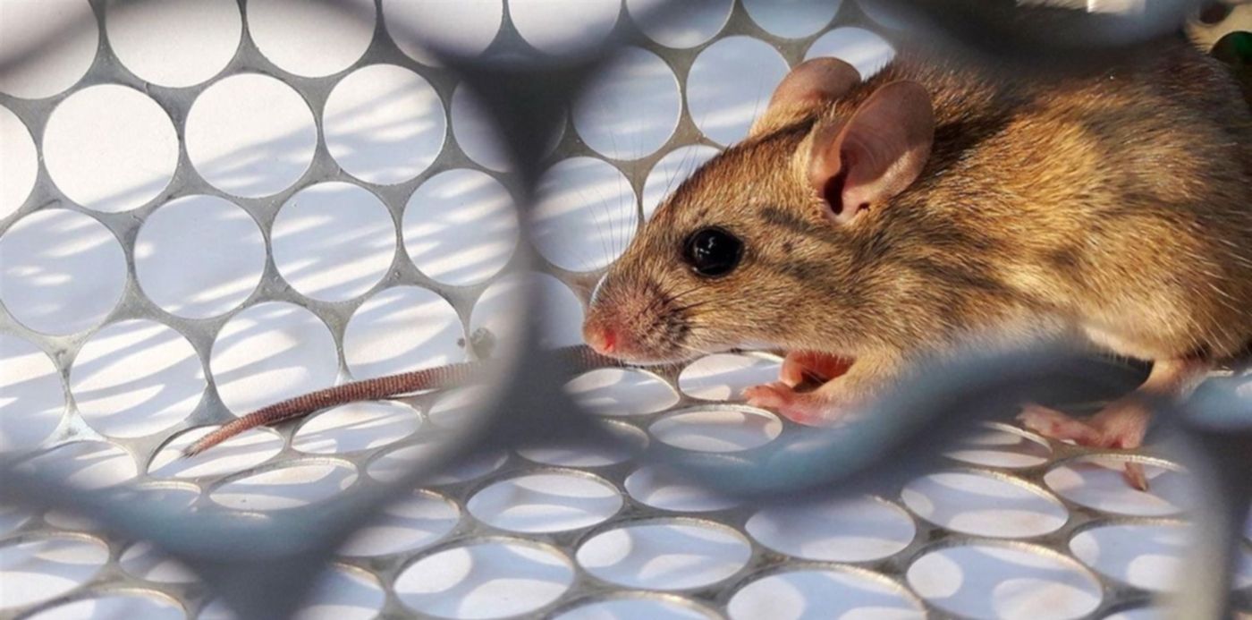 Confirman El Primer Caso De Hantavirus En La Regi N Internaron A Un