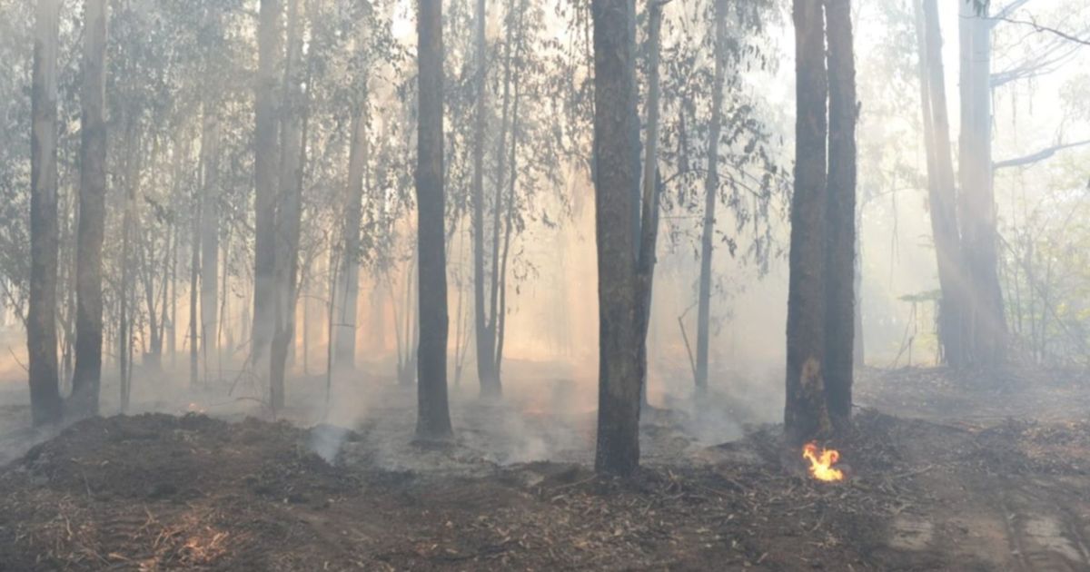 Incendio En El Parque Pereyra M S De Hect Reas Fueron Arrasadas Por