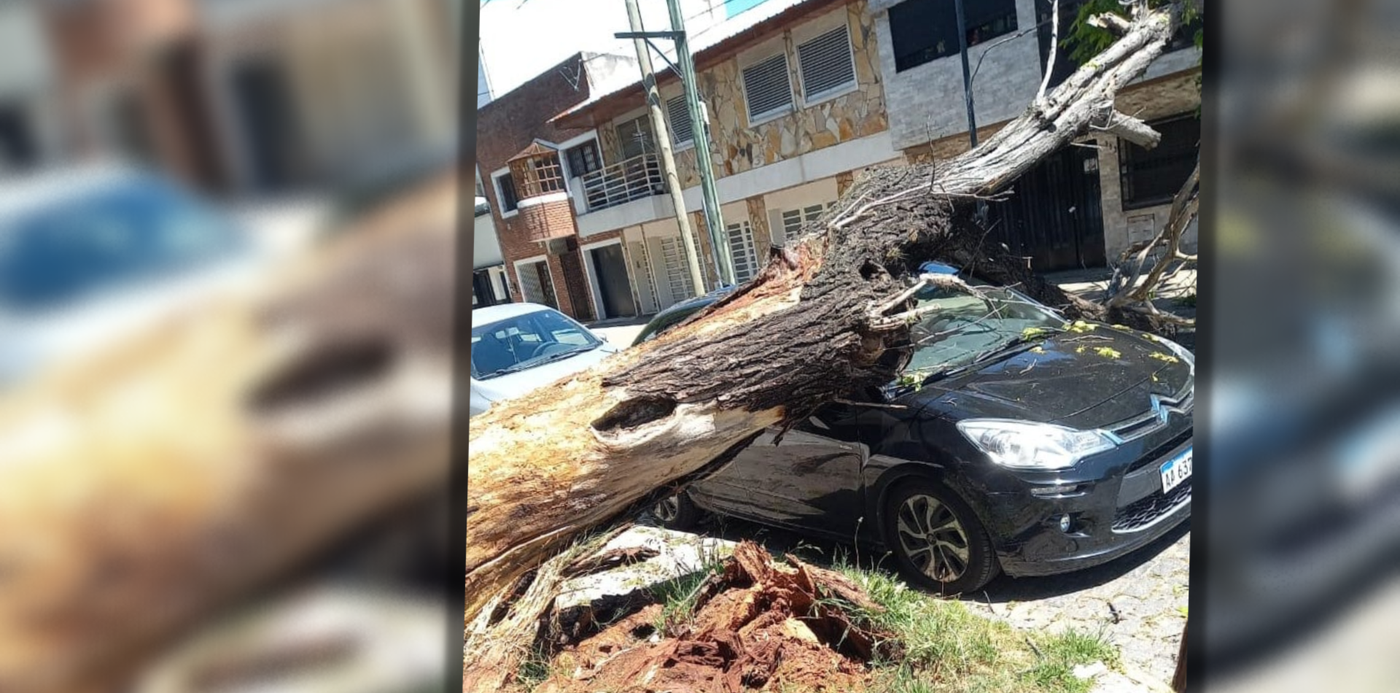 Un Rbol Cay Y Aplast Un Auto Estacionado En La Plata