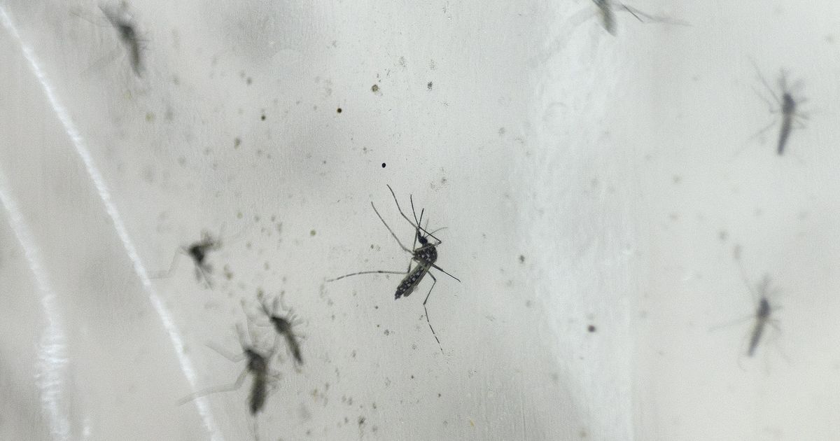 Dengue Provincia confirmó que se registraron tres casos autóctonos