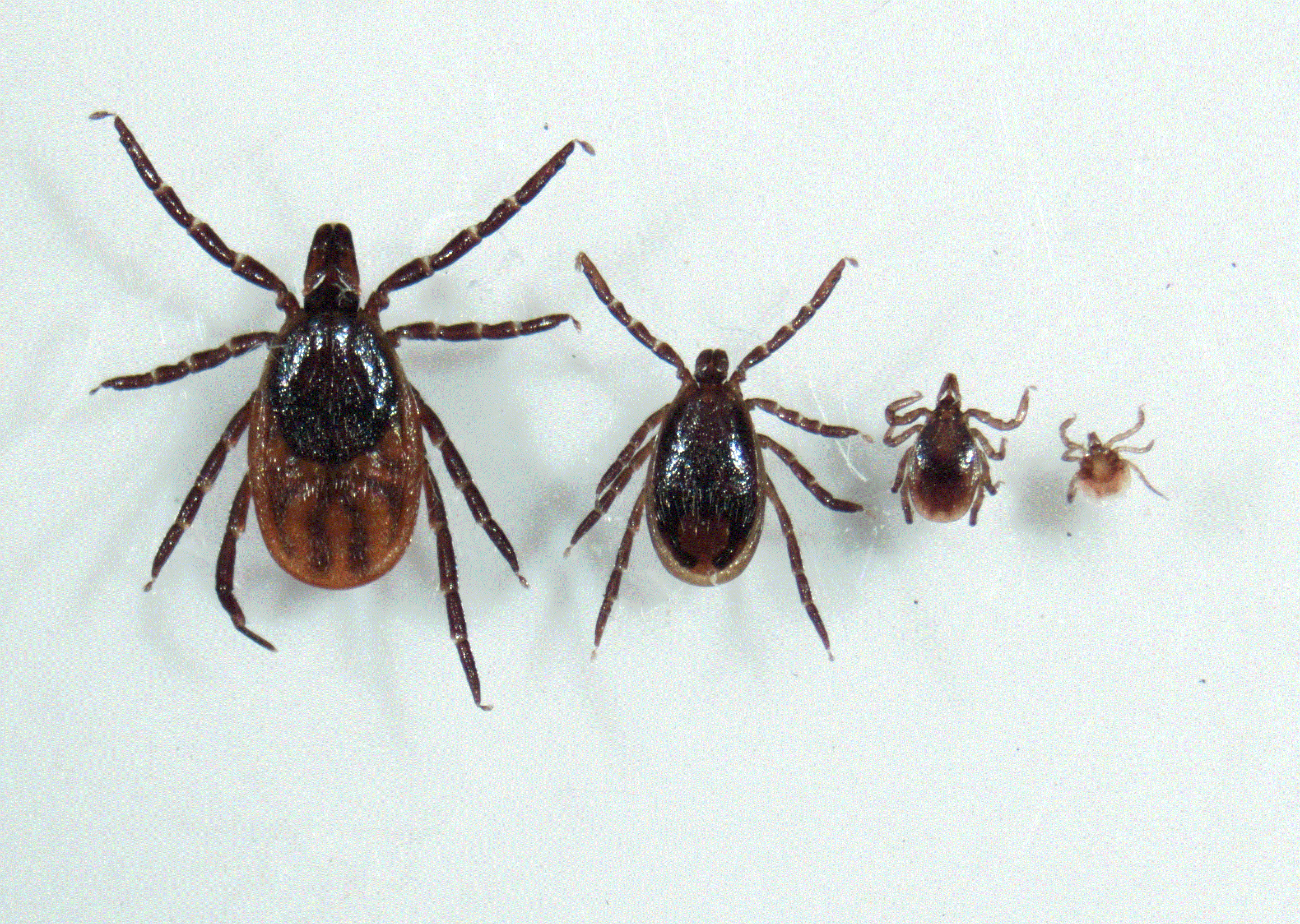 Garrapatas del género ixodes scapularis, una de las especies que operan como vectores de la enfermedad de Lyme