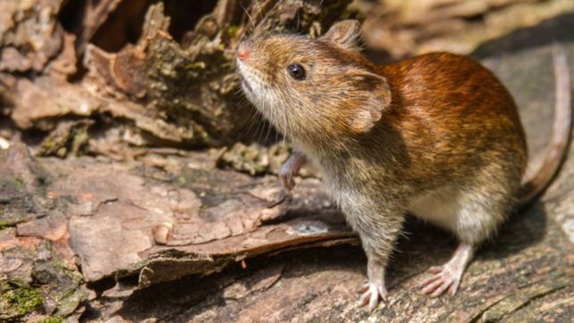 que hacer con una rata muerta y otros consejos de la unlp por el hantavirus en la region