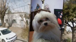 fracturas, gritos y alarma: ¿como murio bolt en la peluqueria acusada de maltrato animal? fracturas, gritos y alarma: ¿como murio bolt en la peluqueria acusada de maltrato animal?