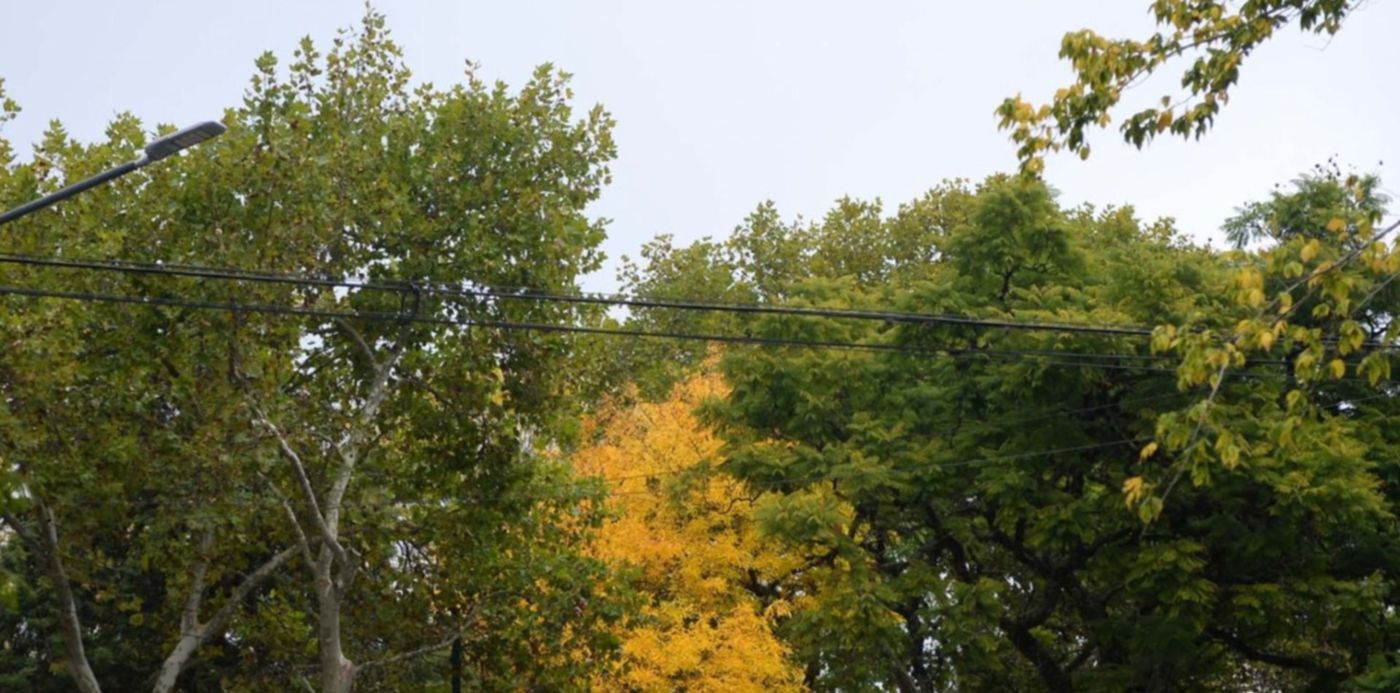 Clima Otoño Nublado Hojas