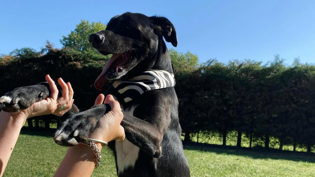 lanzaron una colecta para ayudar a un refugio de mascotas que esta al borde de la quiebra