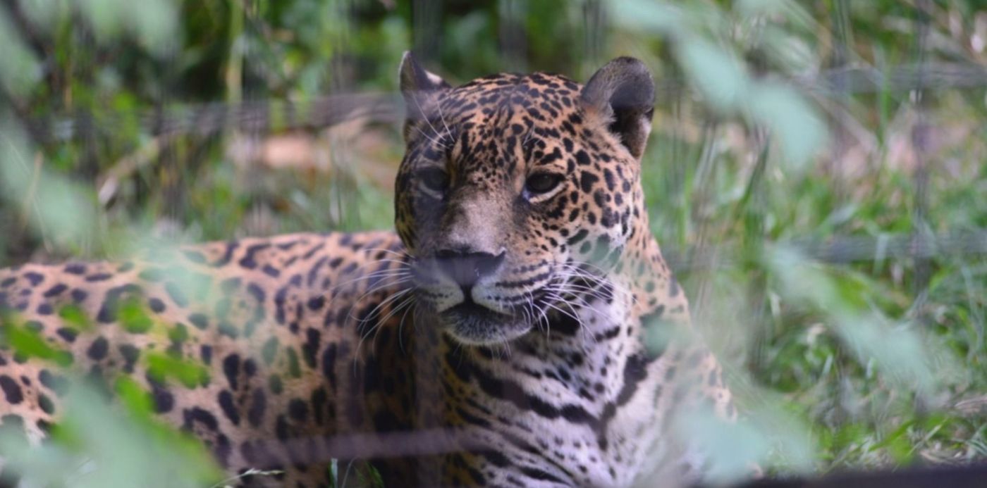 1576285144271.jpg?width=1493&rotate=0&scaleX=1&ow=1500&oh=998&x=7&y=216&height=746&scaleY=1&&cw=1920&ch=950