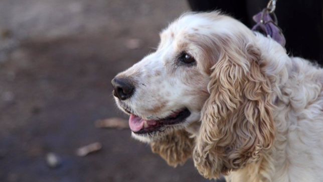 sigue la vacunacion y desparatizacion gratuita de mascotas y termina el mes en city bell