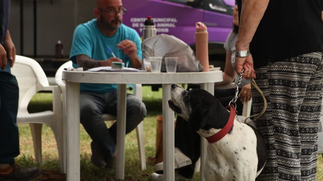 atencion medica, talleres y vacunacion gratuita en la plata: ¿donde aprovechar las jornadas de salud?