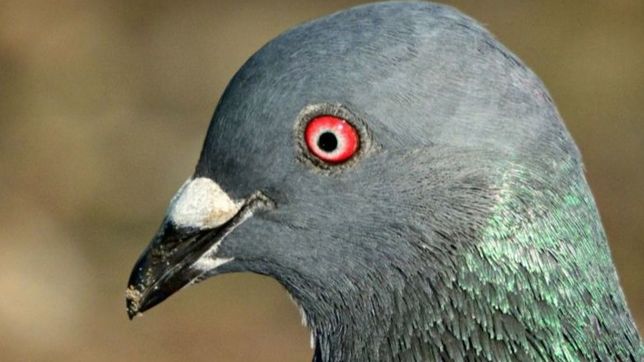 palomas en el normal 1: suspenden todas las actividades hasta nuevo aviso