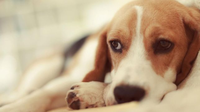 cientificos de la unlp tratan con aceite de cannabis a perros que sufren epilepsia