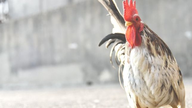 aves, jaulas y hasta un ring: allanan una casa de la plata donde se hacian rinas de gallos