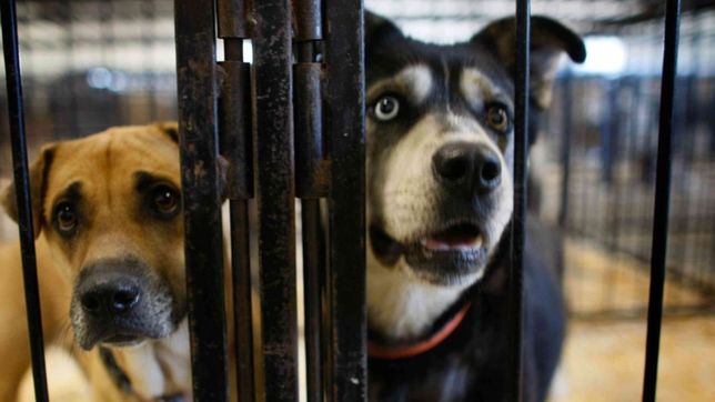 proponen crear un cementerio de mascotas en la plata: ¿donde estaria y como seria?
