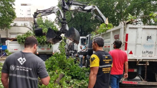 ceso el alerta, pero estiman que se cayeron unos 200 arboles y ramas durante la tormenta en la plata
