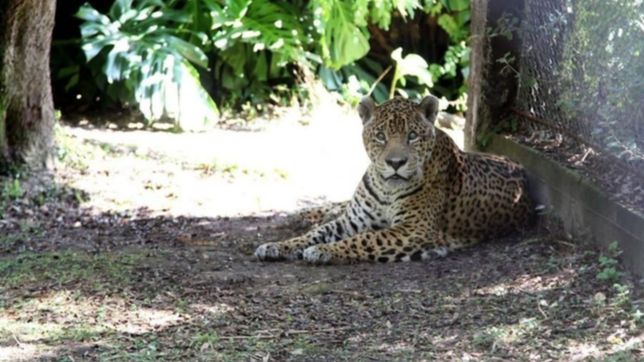 dolor en el zoo de la plata: murio el longevo yaguarete juan