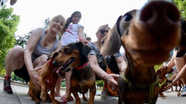 planean castraciones masivas para controlar la poblacion de perros y gatos en la plata