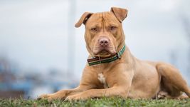 un pitbull ataco a una nena de 2 anos y le hundio el craneo