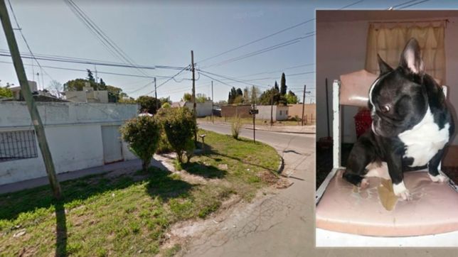 video: aparecio duque y asi fue el emotivo reencuentro con sus duenos