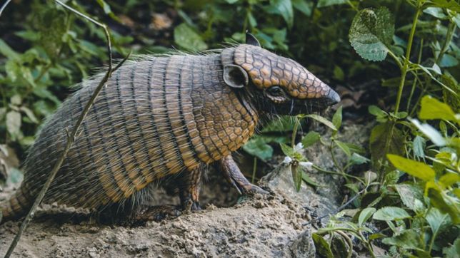 encontro un armadillo, se escapo y ahora encabeza una busqueda para rescatarlo