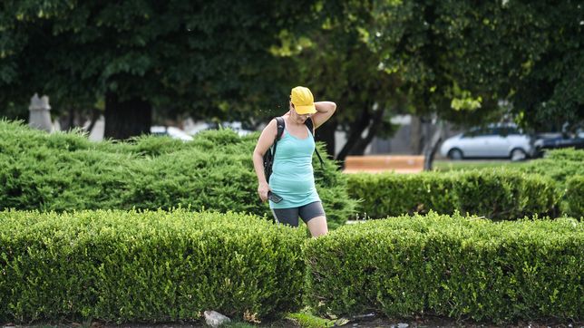 expertos se adelantan a una invasion de mosquitos, explican por que hay menos y que pasara en el verano
