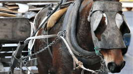 detuvieron a un hombre por golpear a un caballo con un hierro detuvieron a un hombre por golpear a un caballo con un hierro