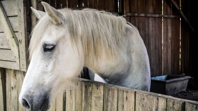 discutio con su exsuegra, le robo una yegua y la descuartizo frente a la casa