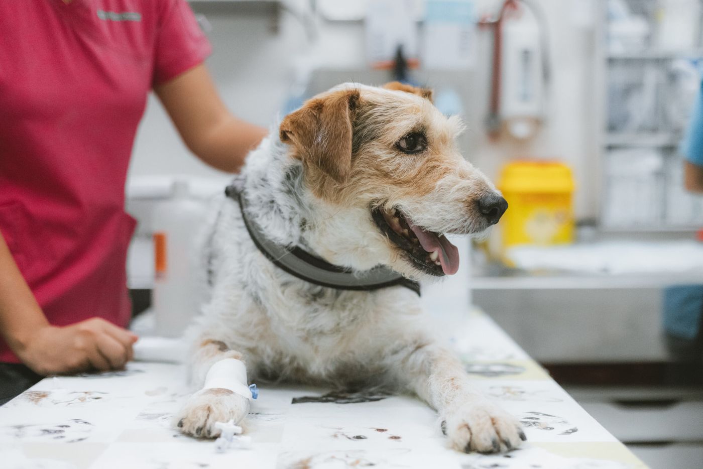 Clínica hospital veterinario1