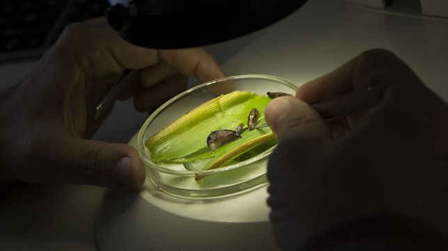 expertos de la unlp investigan especies invasoras que viajan en macetas y pueden alterar el ecosistema