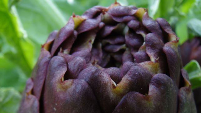 hora por hora, asi quedo el cronograma de la fiesta del alcaucil en la plata