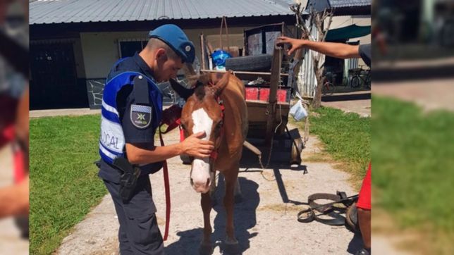 traccion a sangre: rescataron a una yegua prenada y ya son 73 los caballos recuperados