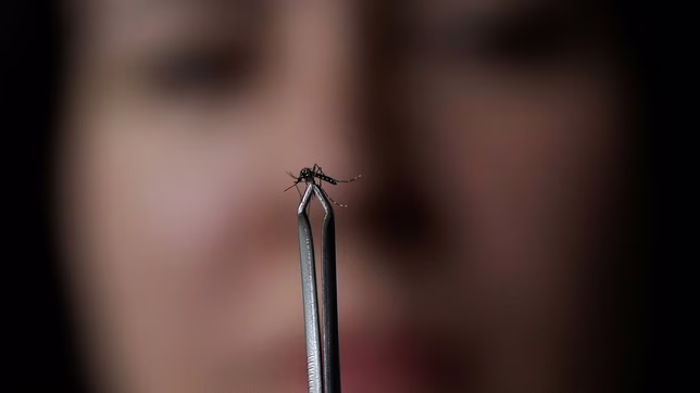 confirman mas de 120.000 casos de dengue y 79 muertes en los ultimos ocho meses