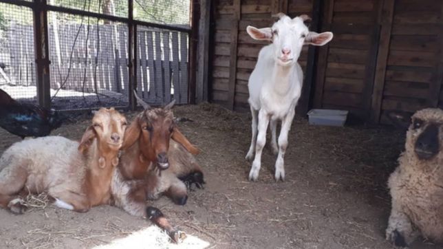 son de la plata, rescataron mas de 250 animales y van camino a convertirse en un santuario