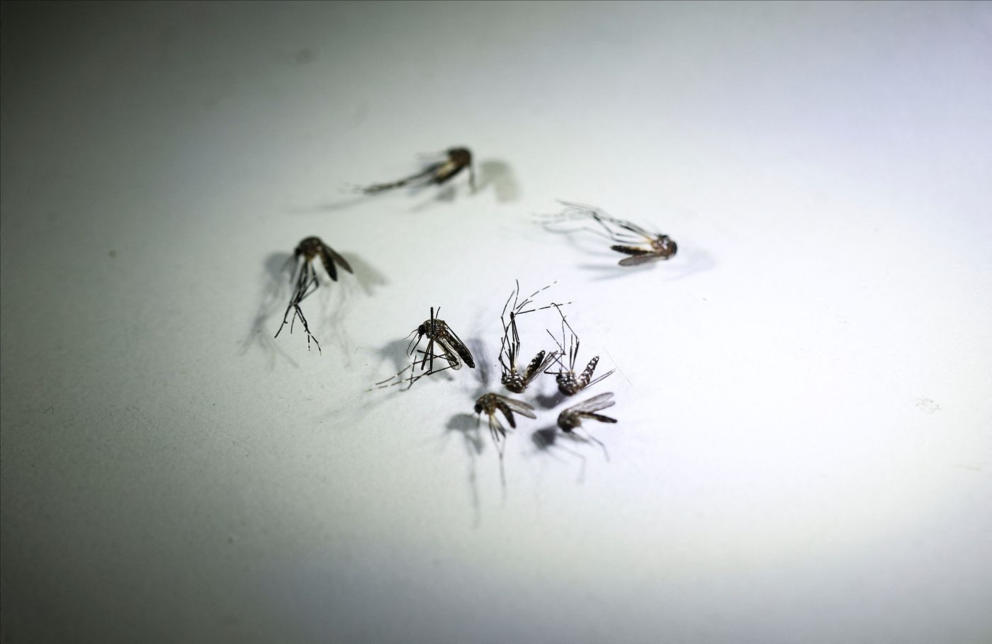 Mosquitos Dengue.jpg