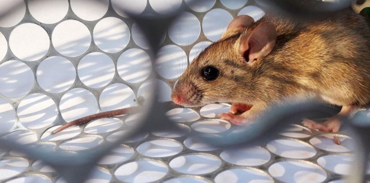 1547771063631.jpg?width=1478&height=739&rotate=0&scaleX=1&ow=1500&x=15&y=9&scaleY=1&oh=842&&cw=1920&ch=950