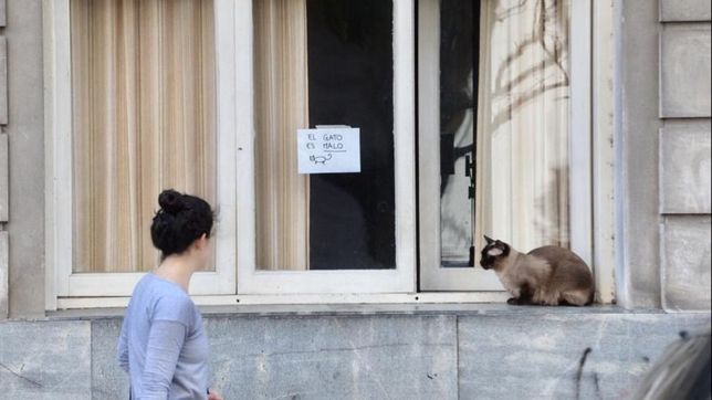 la historia detras de la gata que atemorizaba a los vecinos a metros de la gobernacion