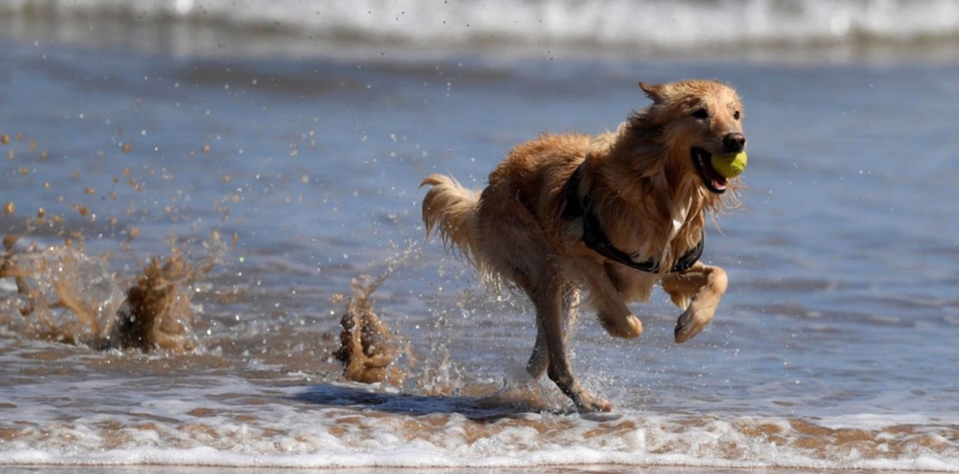 Perro en la playa