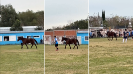 un caballo irrumpio en pleno partido de villa san carlos en berisso un caballo irrumpio en pleno partido de villa san carlos en berisso