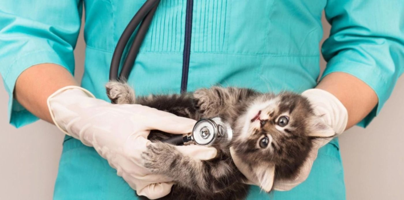 1576530835767.jpg?x=19&y=78&width=1473&height=736&rotate=0&scaleX=1&scaleY=1&ow=1500&oh=834&&cw=1920&ch=950