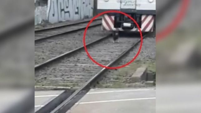 video: un perro caminaba por las vias del tren roca y el maquinista freno para salvarlo