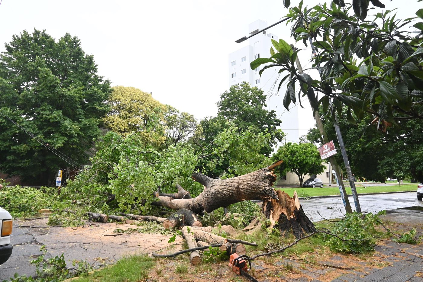 Temporal árboles caídos  (8).jpeg