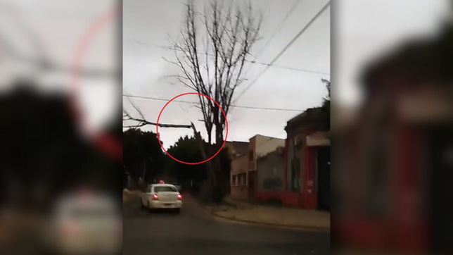 milagro en la plata para un remisero y una pasajera por la caida de una enorme rama durante la tormenta