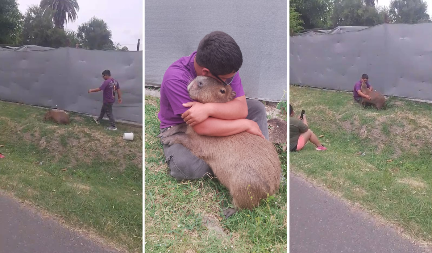 Carpincho capibara Poroto
