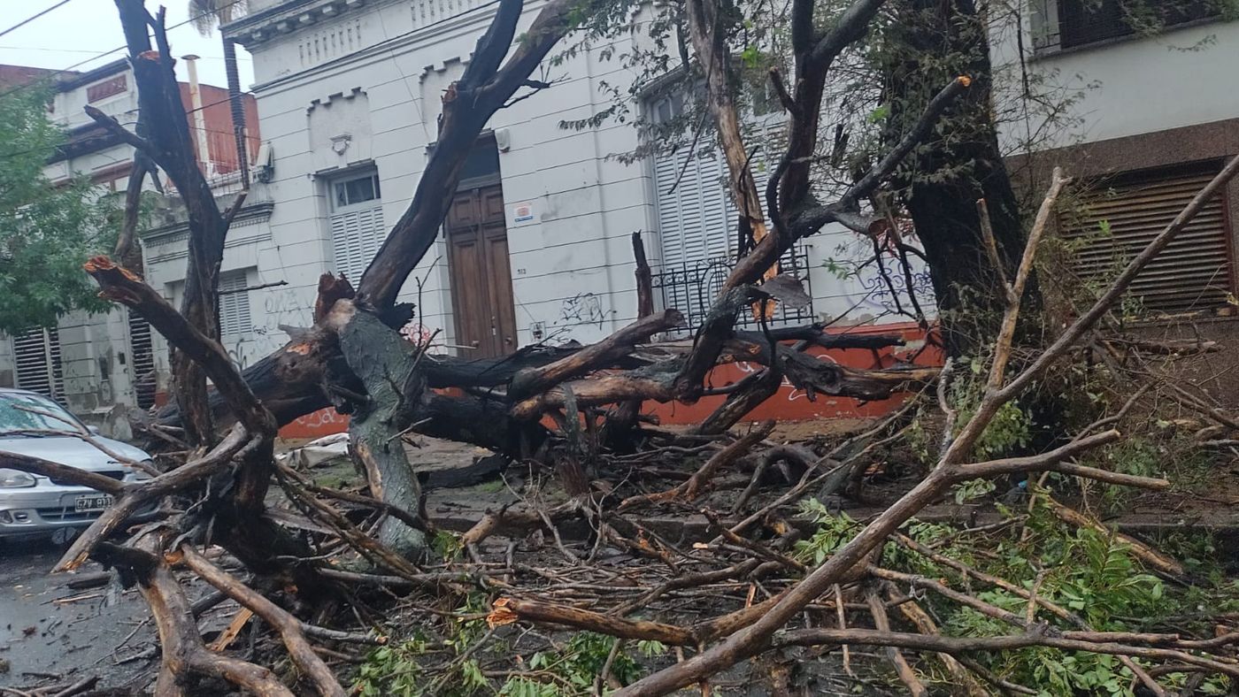 Árbol caído la plata (2).jpeg