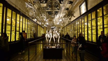 Se viene otra noche mágica con los Museos a la luz de la luna en La Plata