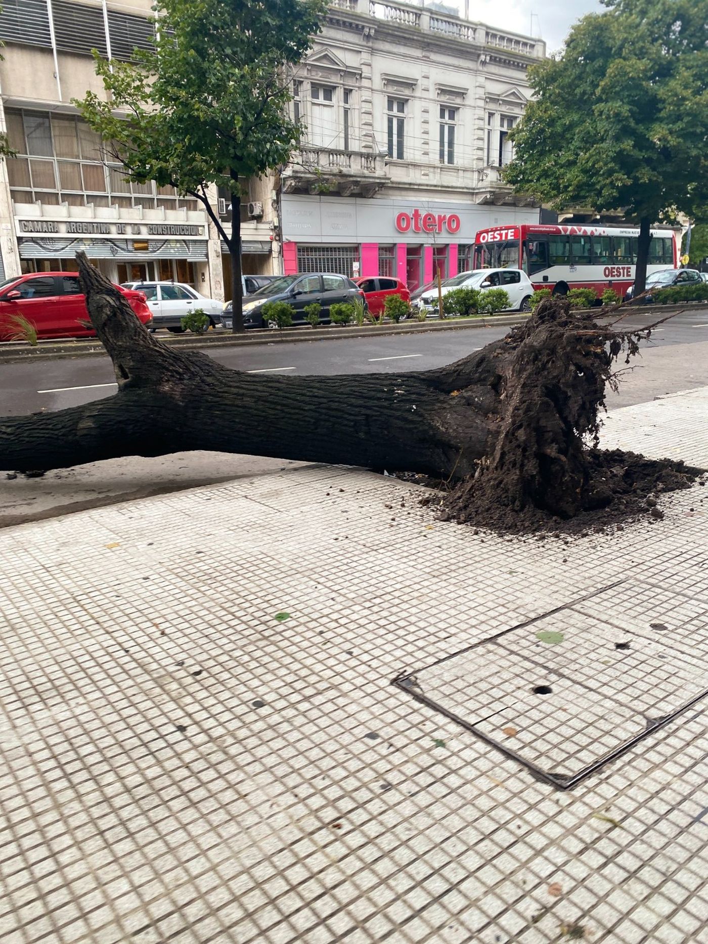 El árbol que se rompió a metros de 7 y 54 cayó sobre la avenida y los vehículos no pueden pasar en dirección a plaza Rocha. El árbol que se rompió a metros de 7 y 54 cayó sobre la avenida y los vehículos no pueden pasar en dirección a plaza Rocha.