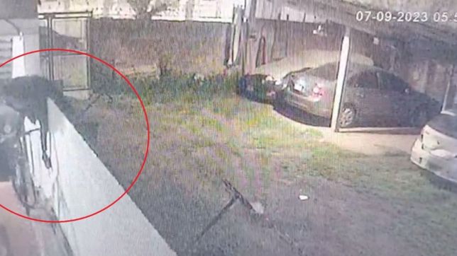 insolito robo en tolosa: se llevan una bicicleta saltando paredones y quedaron filmados