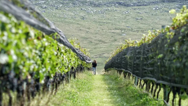 un rincon bonaerense que conquista al mundo con sus vinos serranos