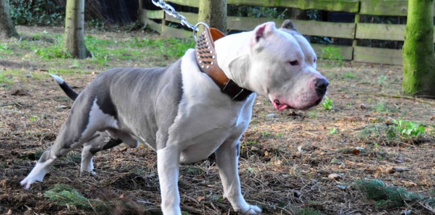 1606848023386.jpg?x=4&y=132&width=1492&height=746&rotate=0&scaleX=1&scaleY=1&ow=1500&oh=996&&cw=1920&ch=950