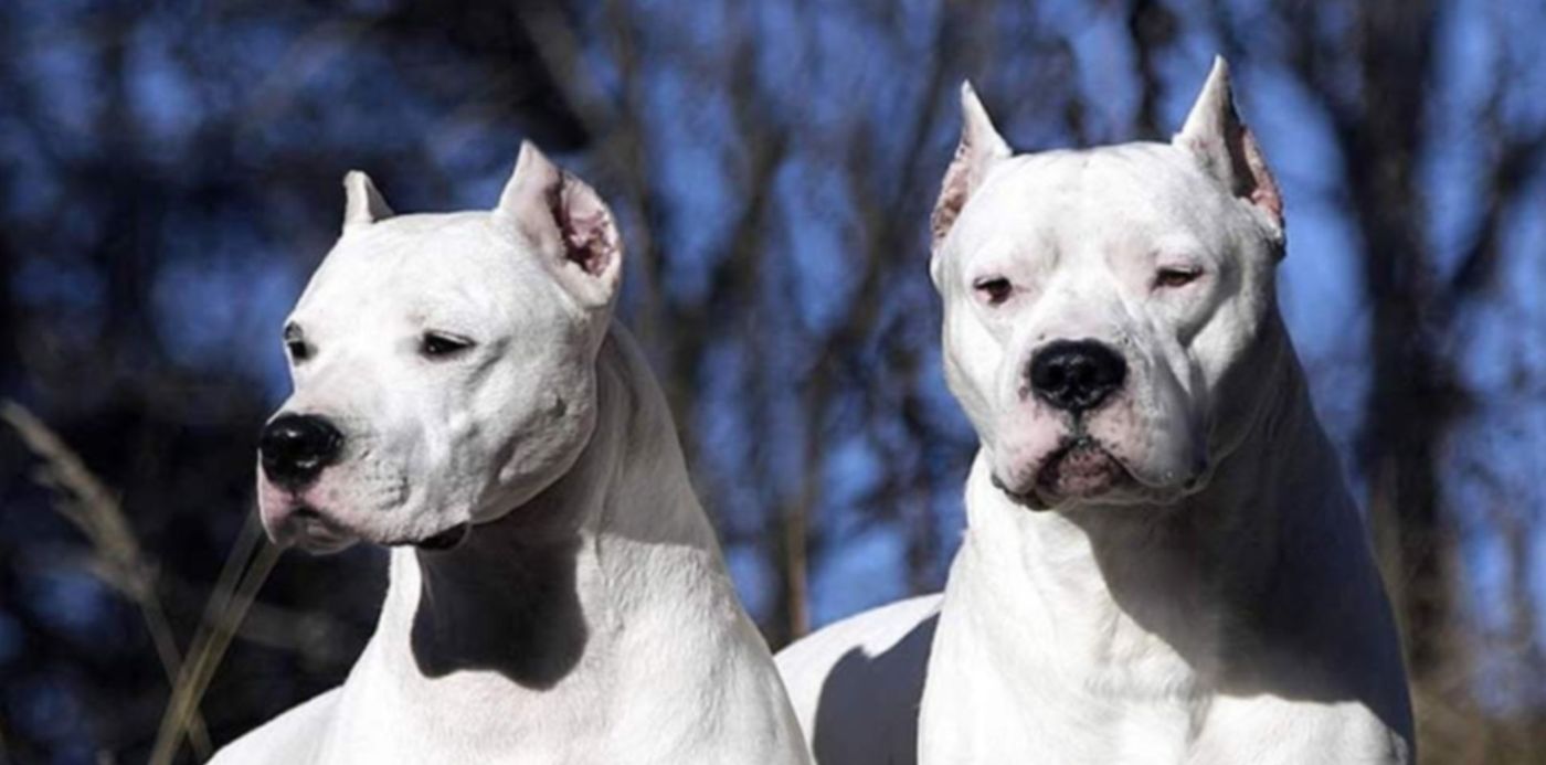 Dogo Argentino